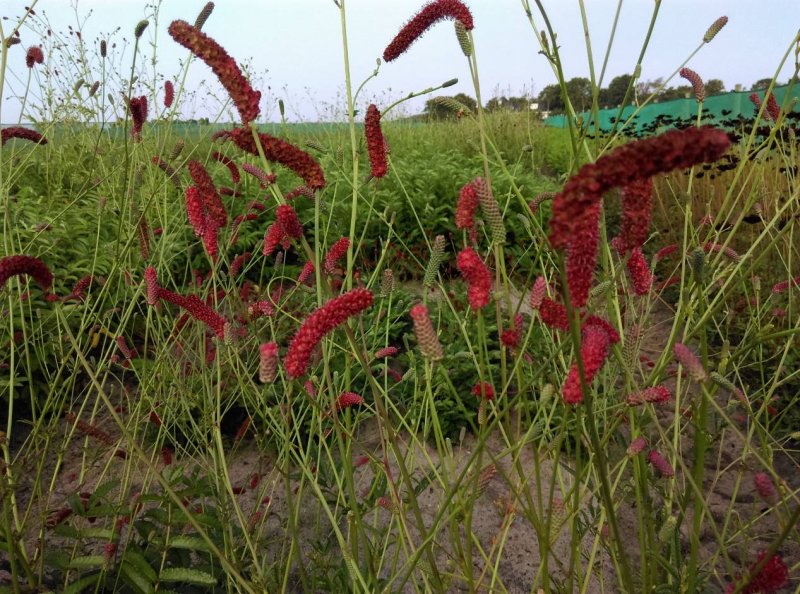 Кровохлебка Sanguisorba Caucasica plumbum