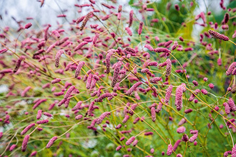 Кровохлебка Pink Tanna