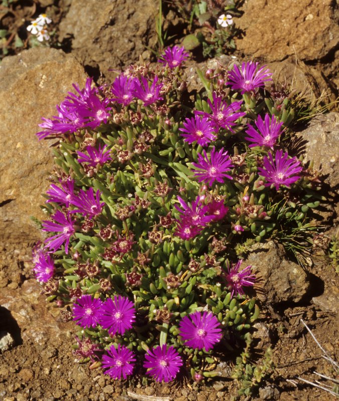 Acantholimon titovii