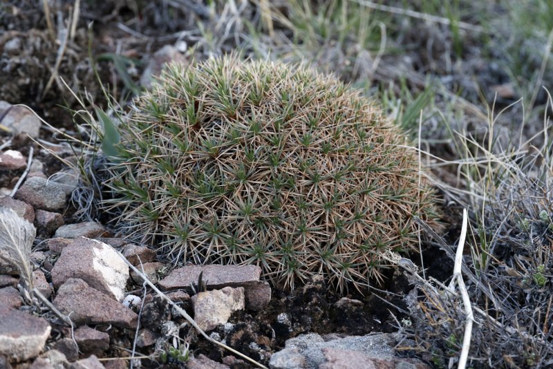 Акантолимон (Acantholimon)