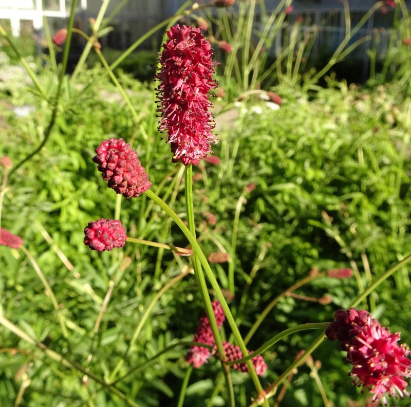 Кровохлебка Мензиса (Sanguisorba menziesii)