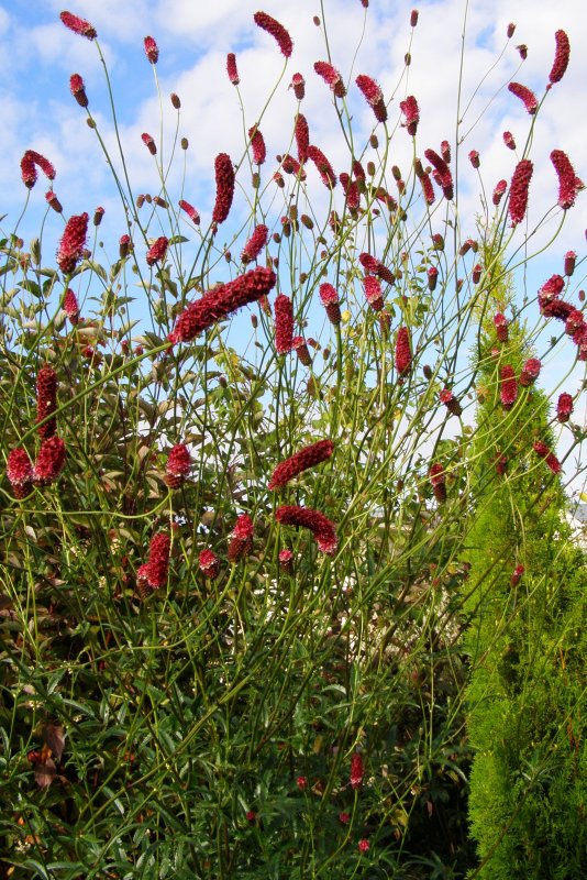 Кровохлебка Мензиса (Sanguisorba menziesii)