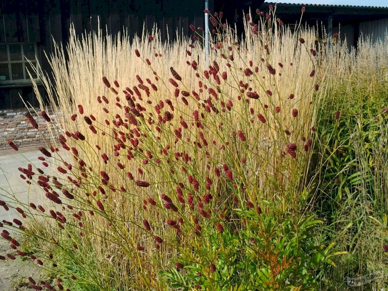 Кровохлёбка Sanguisórba officinális Red Thunder