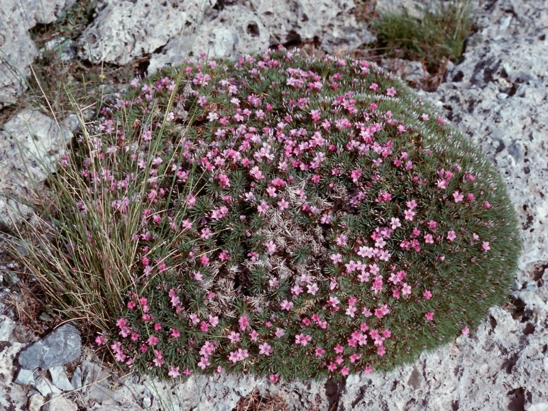 Acantholimon diapensiodes