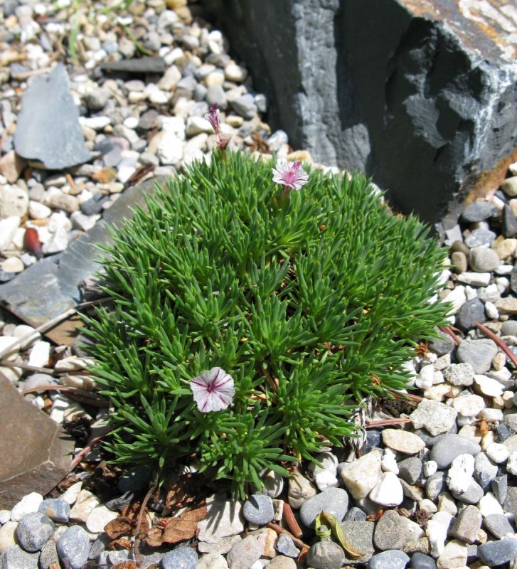 Acantholimon birandii
