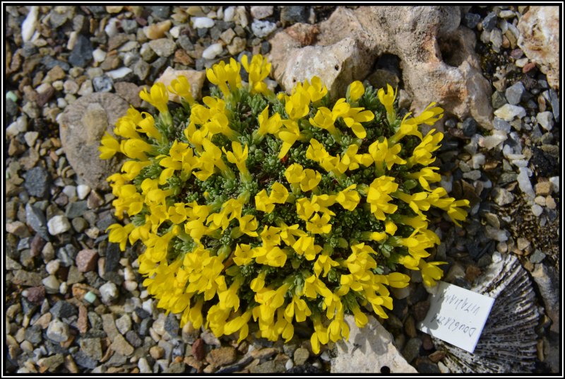 Acantholimon tibeticus