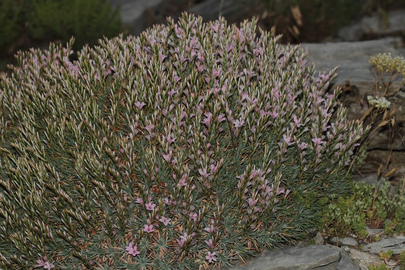 Acantholimon glumaceum
