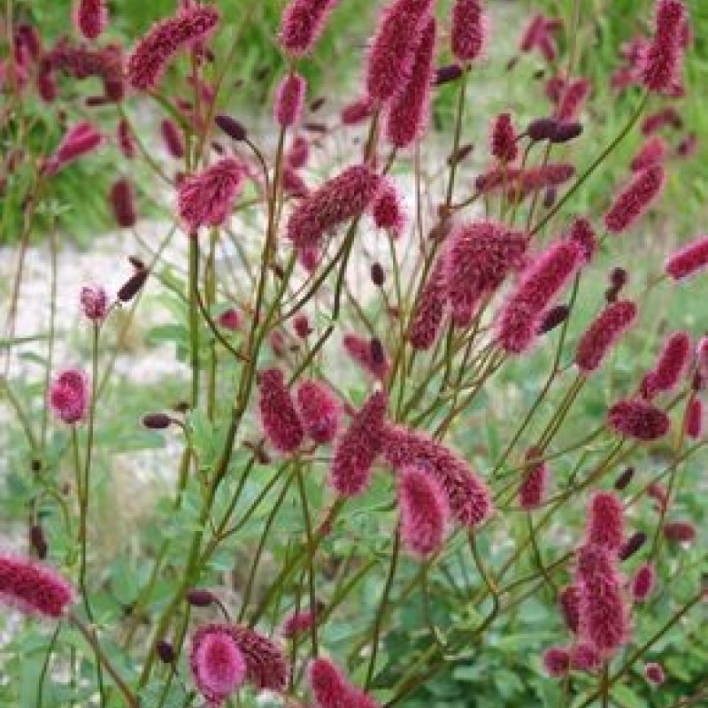 Кровохлебка Мензиса (Sanguisorba menziesii)