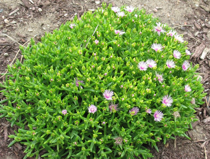 Acantholimon caryophyllaceum