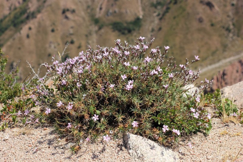 Acantholimon armenum