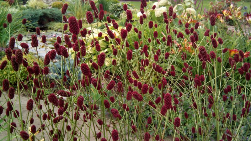 Кровохлебка Blackthorn