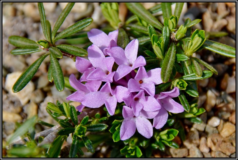 Акантолимон (Acantholimon)