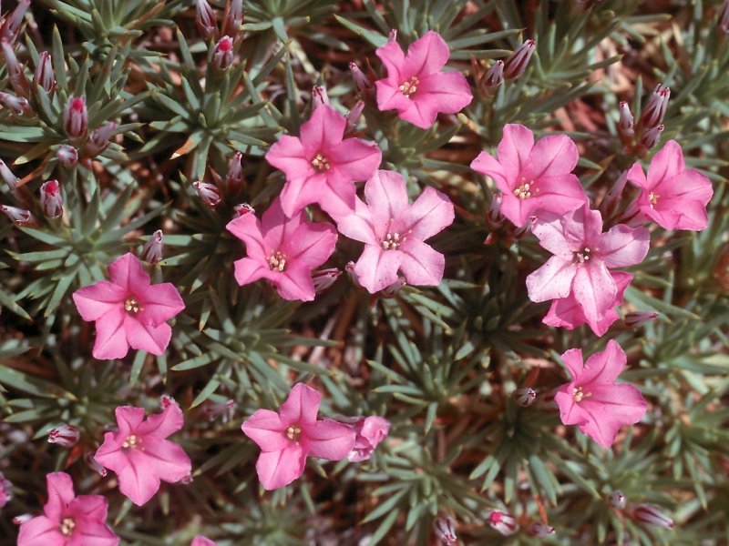Acantholimon ulicinum
