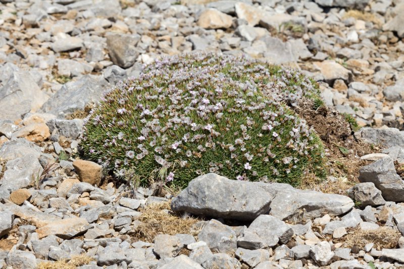 Acantholimon ulicinum