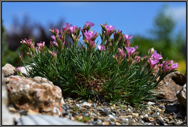 Acantholimon armenum