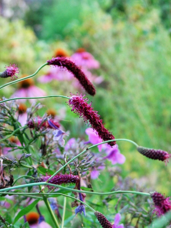 Кровохлебка Мензиса (Sanguisorba menziesii)