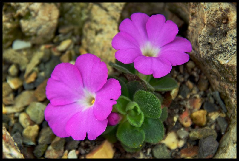 Primula allionii Ethel Wilkes