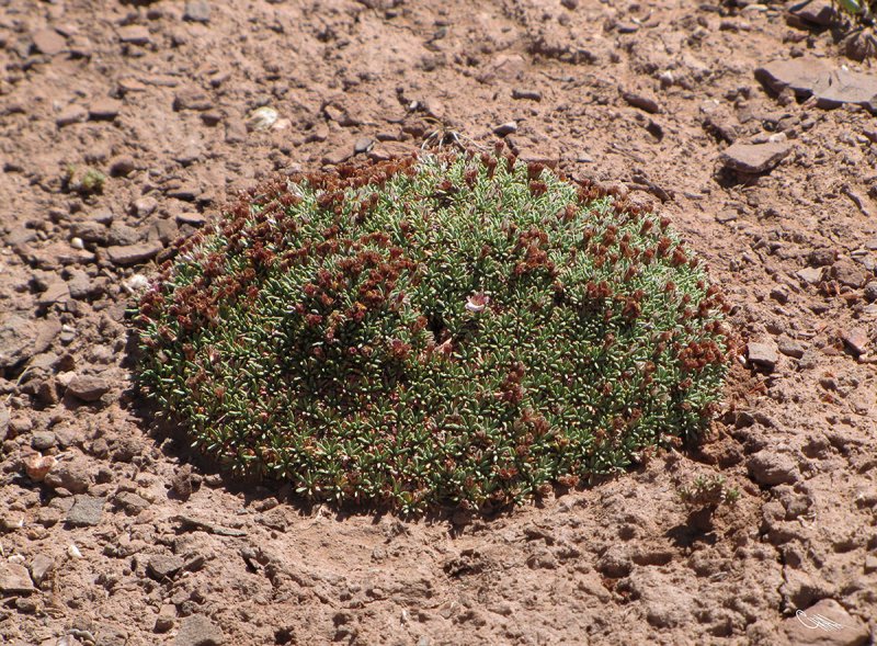 Acantholimon acerosum ,