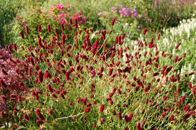 Кровохлебка Sanguisorba