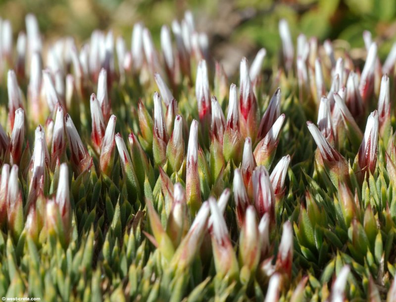 Acantholimon hohenackeri