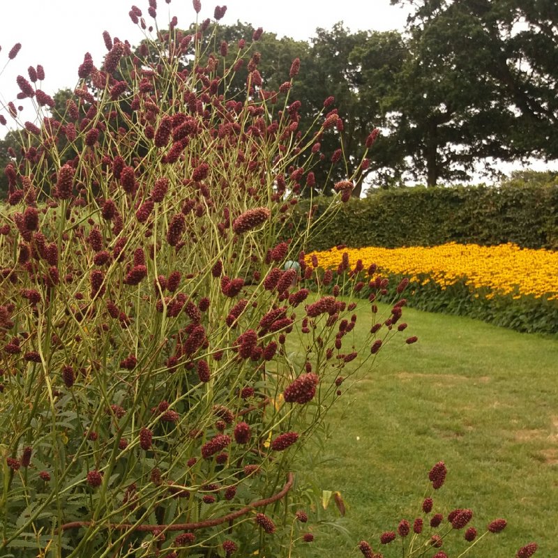 Кровохлебка лекарственная Sanguisorba officinalis Red Thunder