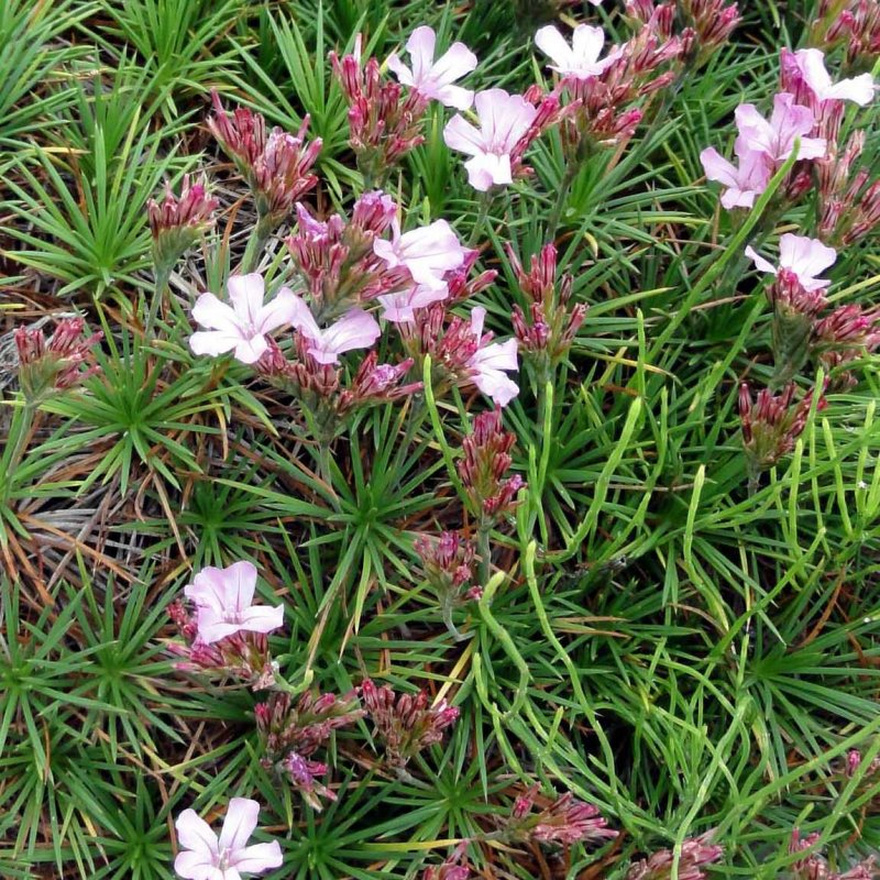 Acantholimon titovii