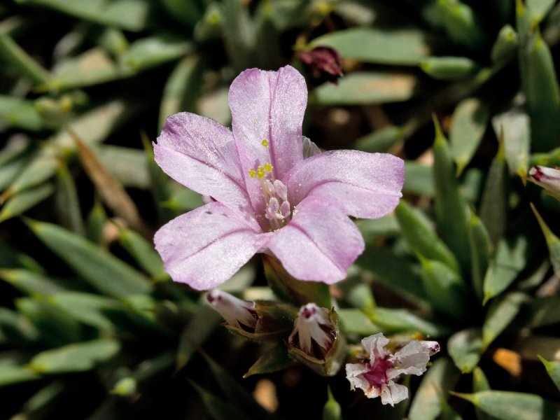 Acantholimon acerosum ,