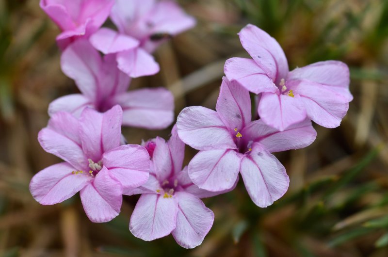 Acantholimon subavenaceum Lincz.