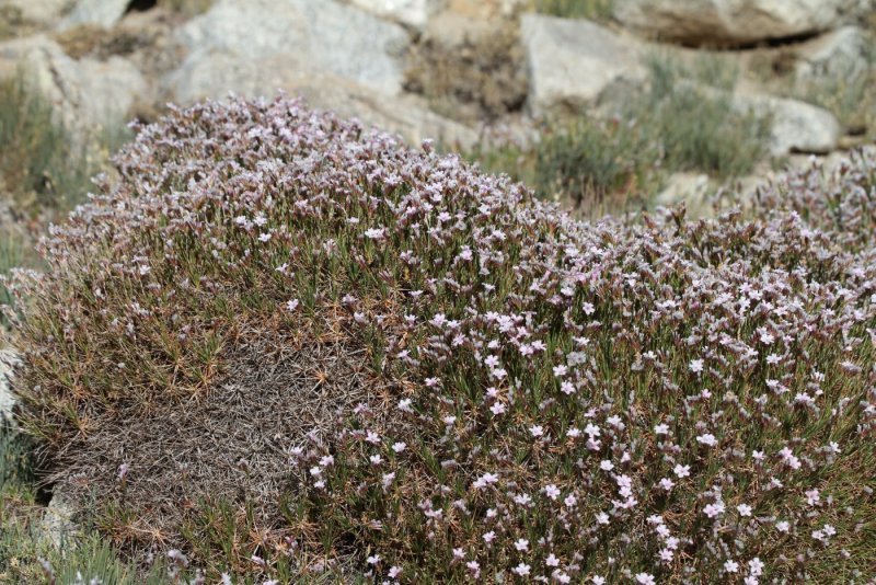 Acantholimon diapensiodes