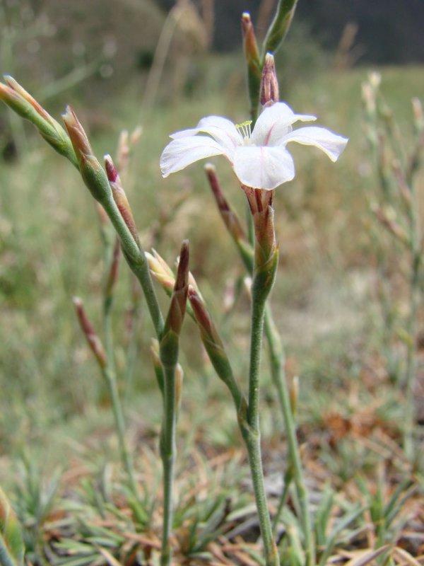 Acantholimon venustum