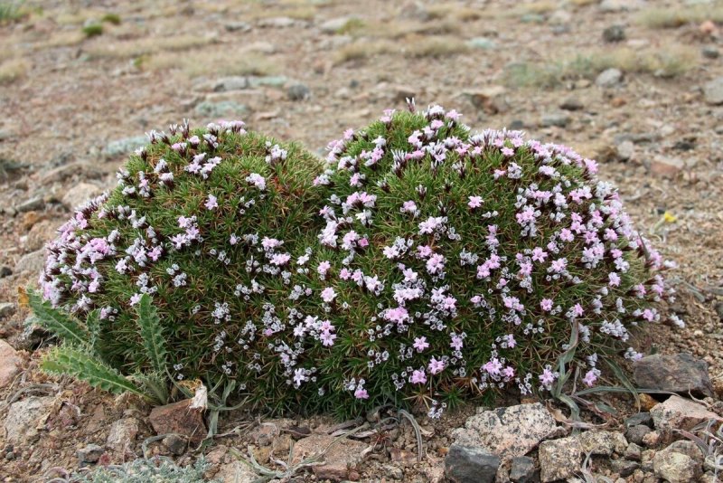 Acantholimon acerosum ,