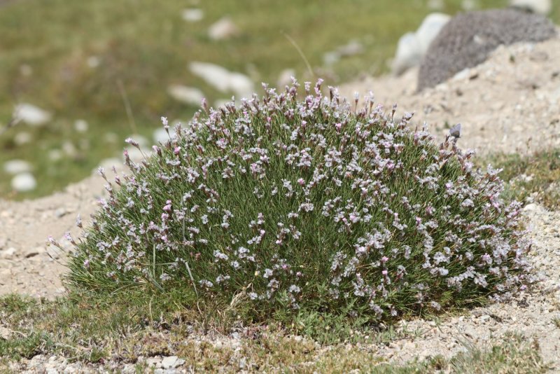 Acantholimon venustum