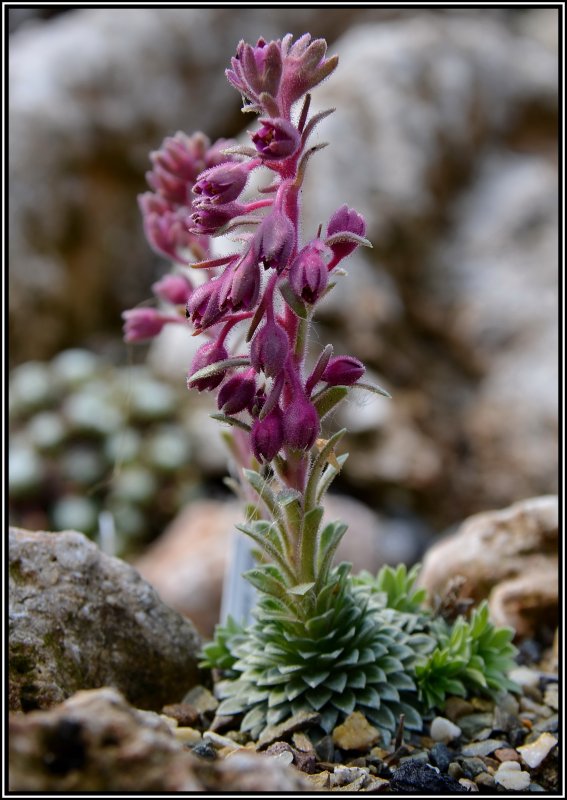 Acantholimon diapensioides