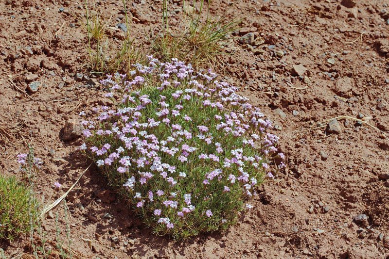 Acantholimon karelinii