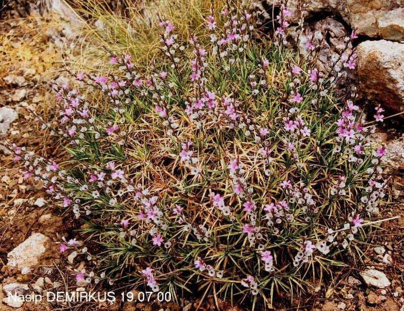 Acantholimon caryophyllaceum
