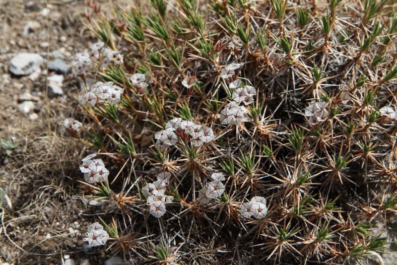 Акантолимон (Acantholimon)