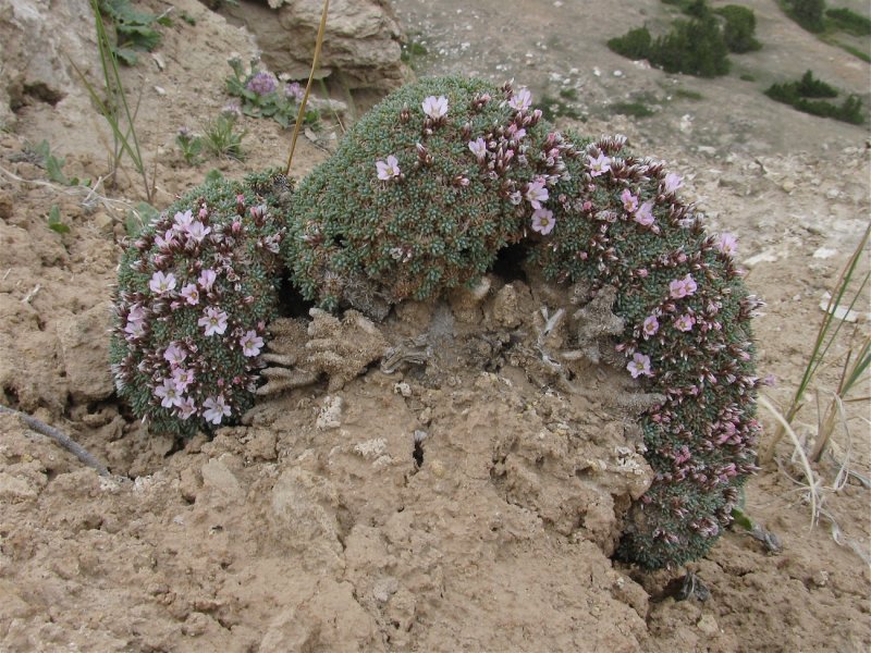 Acantholimon tianschanicum