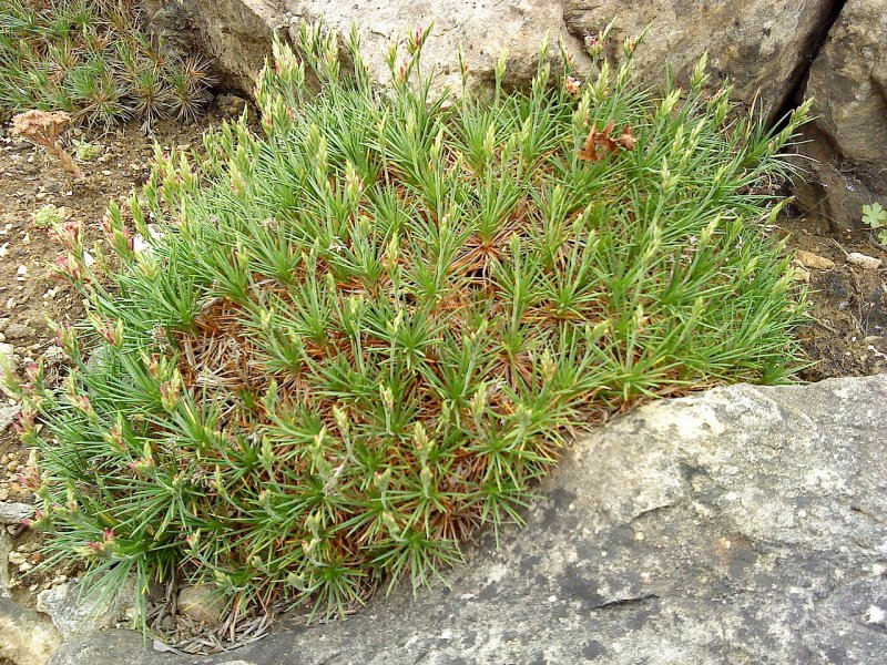 Acantholimon hohenackeri