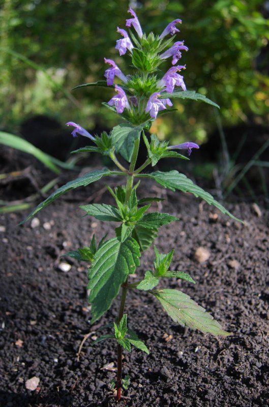Пикульник красивый Galeopsis speciosa