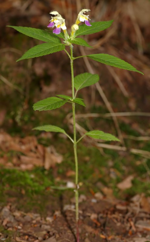 Пикульник обыкновенный (Galeopsis tetrahit l.)