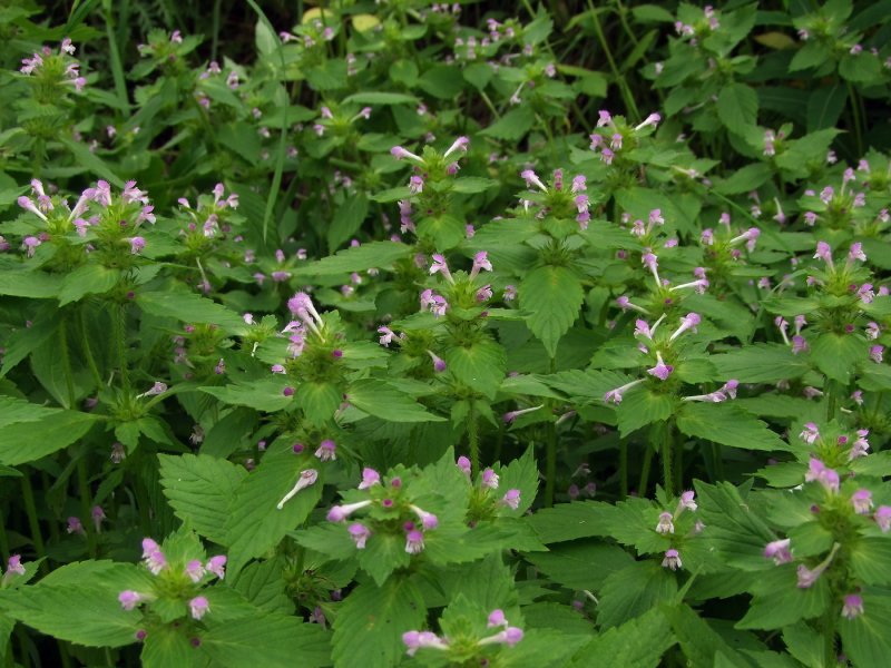 Galeopsis Bifida