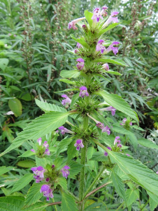 Galeopsis Bifida