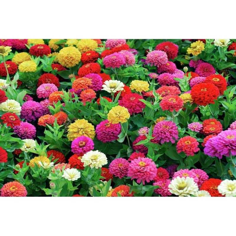 Цинния изящная (Zinnia elegans) "Dreamland f1" Coral