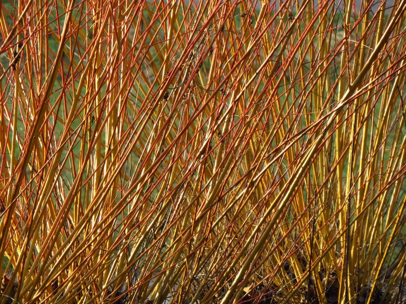 Ива корзиночная (Salix viminalis)