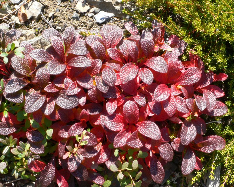 Луазелеурия лежачая (Loiseleuria procumbens