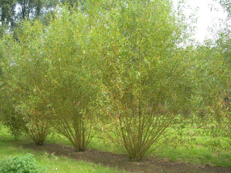 Ива прутовидная Salix viminalis