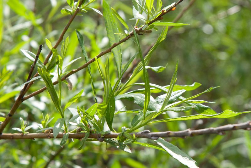 Ива прутовидная Salix viminalis
