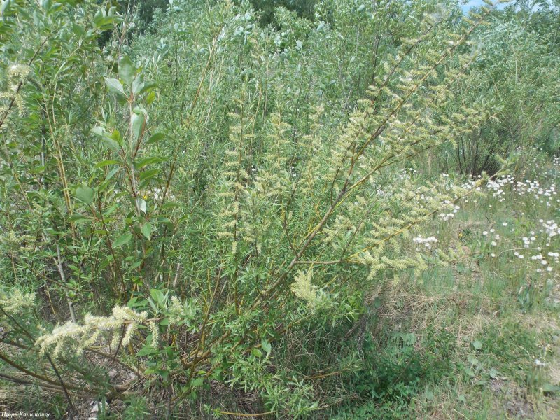Ива кустарник