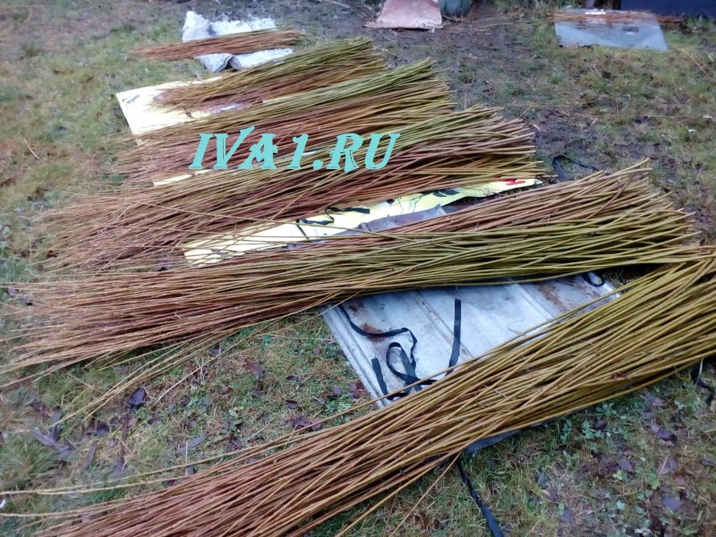 Прутья ивы для плетения