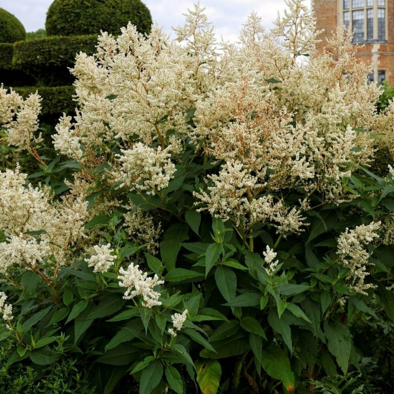 Горец изменчивый (к) Persicaria polymorpha